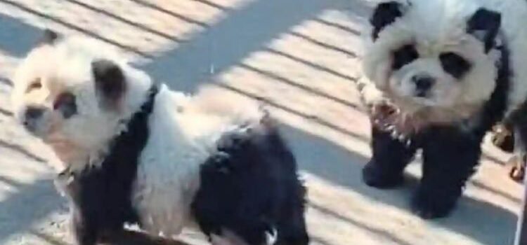 Zoológico da a los visitantes perro por panda Zoológico da a los visitantes perro por panda