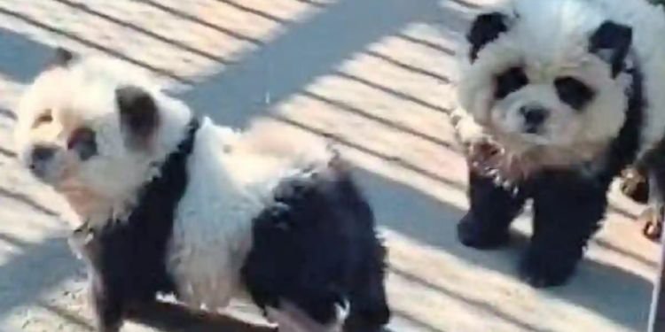 Zoológico da a los visitantes perro por panda