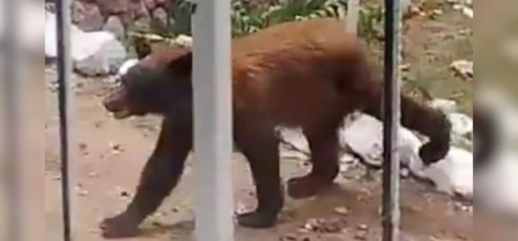 Alertan autoridades por avistamiento de oso en la sierra de Sonora