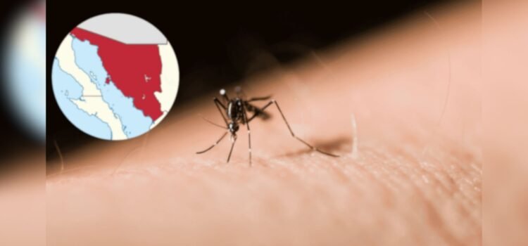 Sonora registra repunte histórico de dengue: 160 casos confirmados