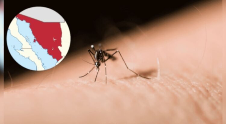 Sonora registra repunte histórico de dengue: 160 casos confirmados
