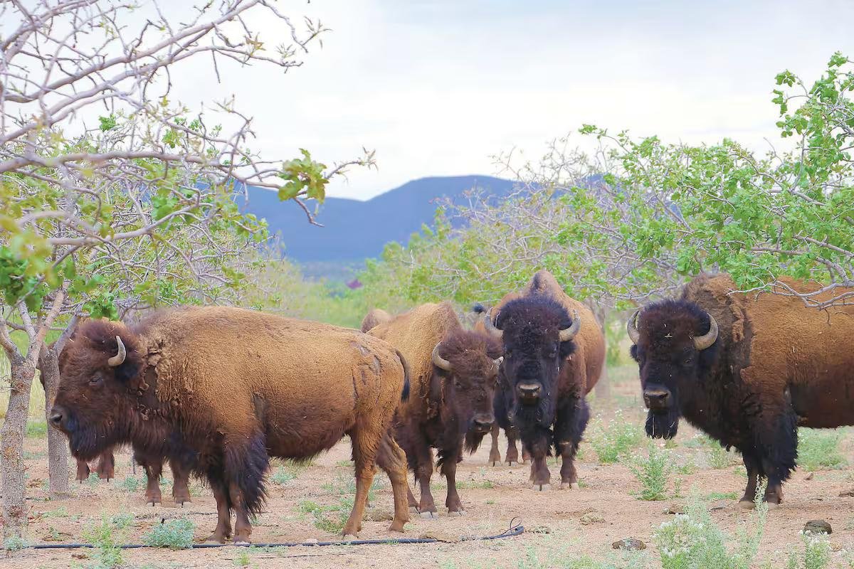 Regresa el bisonte a Sonora tras 200 años de ausencia: reintroducen 29 ejemplares para restaurar ecosistemas en el Noreste del Estado